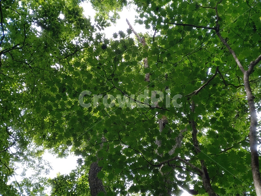 나무,잎,숲,숲속,초록,배경,패턴,pattern,나뭇잎,leaves,leaf,tree,trees,단풍,maple