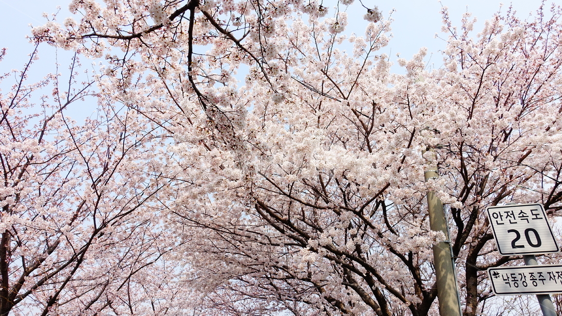 삼락강변,벚꽃,봄풍경,봄꽃,꽃,봄,계절,spring,season,자연,풍경,nature,landscape,plant,식물,flower,blossom