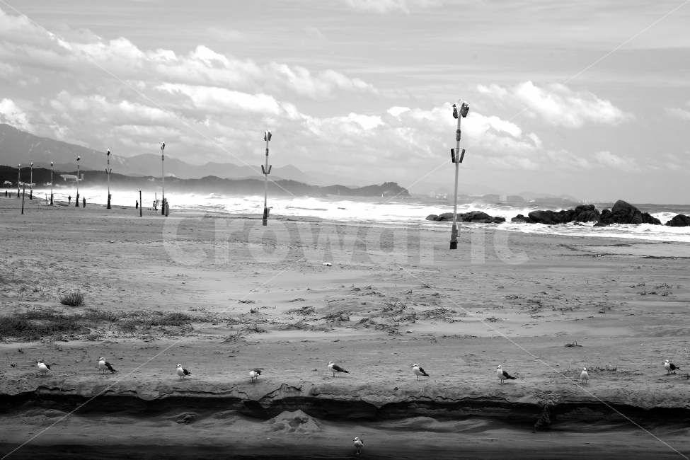 자연풍경,바다,갈매기들,갈매기,새,파도,흑백,모노,sea,seagull,wave,naturallandscape,동물,animal,자연,풍경,nature,landscape,조류,새,birds,흑백,모노톤,monochrome,black and white