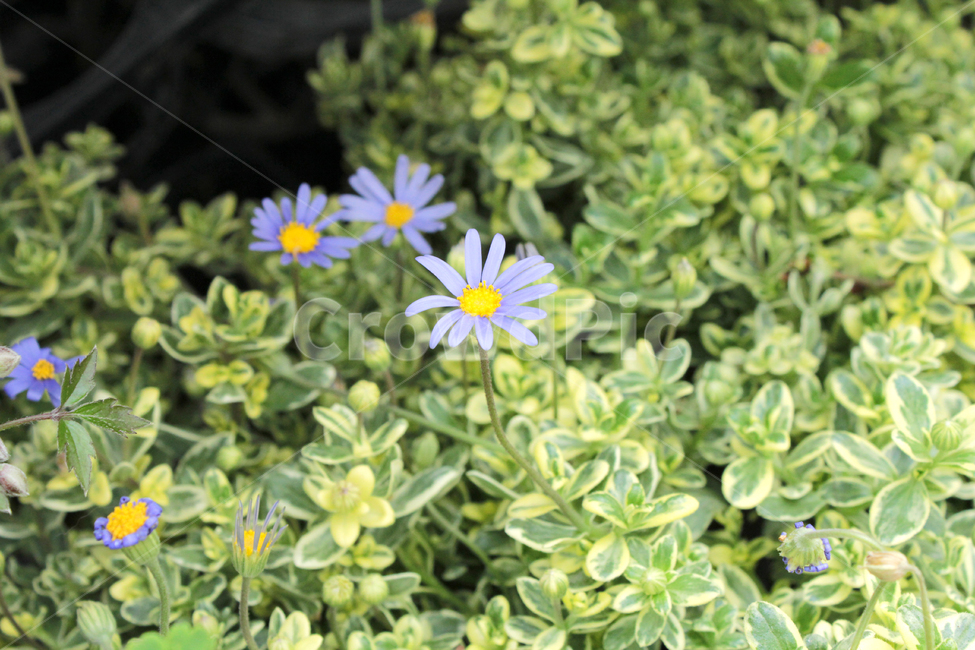 plant,식물,blossom,flower,꽃,하늘색꽃,bluedaisy,청화국,식물,자연,plants,nature,꽃,flower