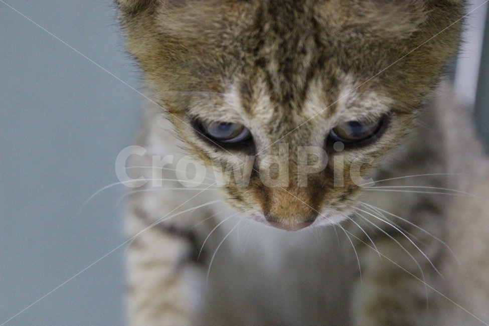 고양이,반려동물,유기묘,길냥이,애완동물,cat,pet,kitten,아기고양이,코숏,코리안숏헤어,동물,animal,고양이,cat,kitten,kitty,포유류,mammal