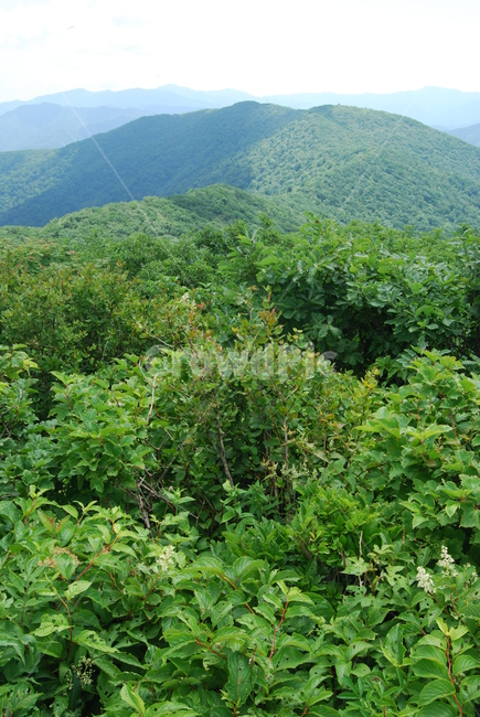 summer,hikingtrail,cloud,tree,하늘,자연,풍경,nature,landscape,outdoors,옥외,hill,언덕