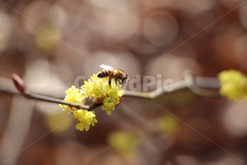봄,벌,따뜻함,자연,입춘,꿀벌,식물,자연,plants,nature,꽃,flower,곤충,벌레,insect,bug
