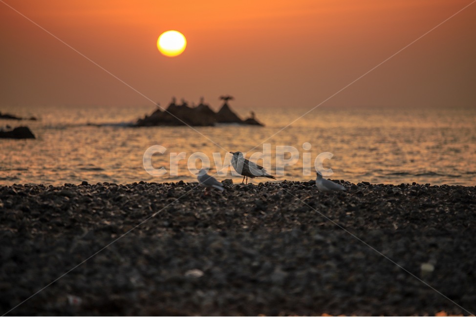바다,일출,문무대왕릉,경주,bird,새,animal,동물,새벽,redsky,붉은하늘,sky,하늘,outdoors,옥외,nature,자연,sunset,황혼,자연,풍경,nature,landscape,한국자연풍경,한국자연경관,korea nature landscape,새해,new year