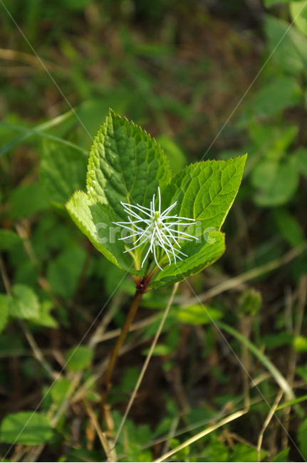 꽃,flower,식물,plant,잎,식물,자연,plants,nature