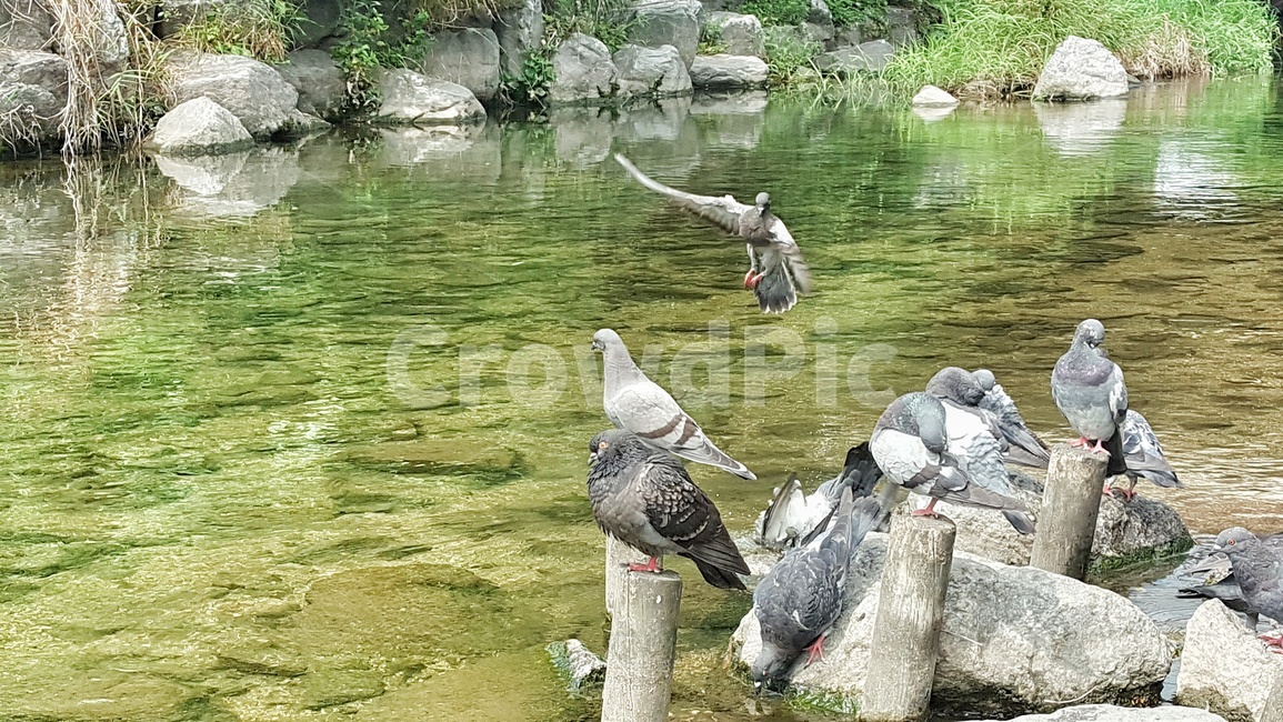 비들기,물,바위,돌,초록,식물,시냇물,새,조류,하천,강,자연,생태,bird,river,nature,water,birds,dove,pigeon