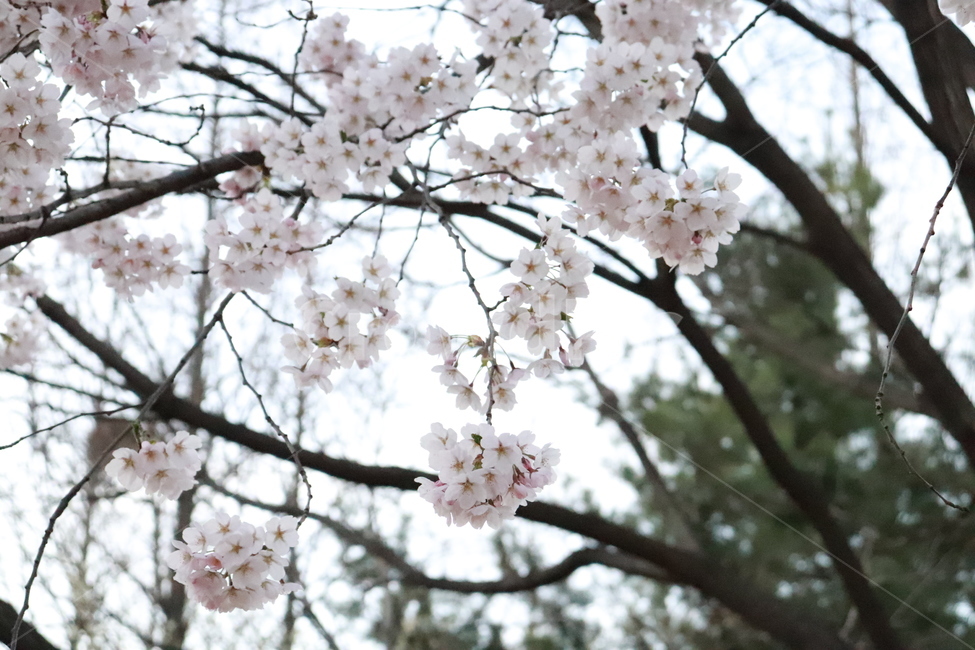 벚꽃,식물,벚꽃나무,자연,봄,봄,계절,spring,season,식물,자연,plants,nature,꽃,flower,plant,blossom