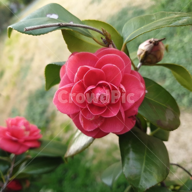 동백꽃,빨간꽃,꽃한송이,꽃,blossom,plant,식물,rose,장미,flower