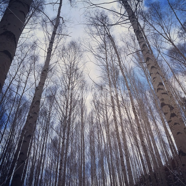 자작나무,하늘,선,겨울,숲,겨울,계절,winter,season,자연,풍경,nature,landscape,tree,나무,plant,식물