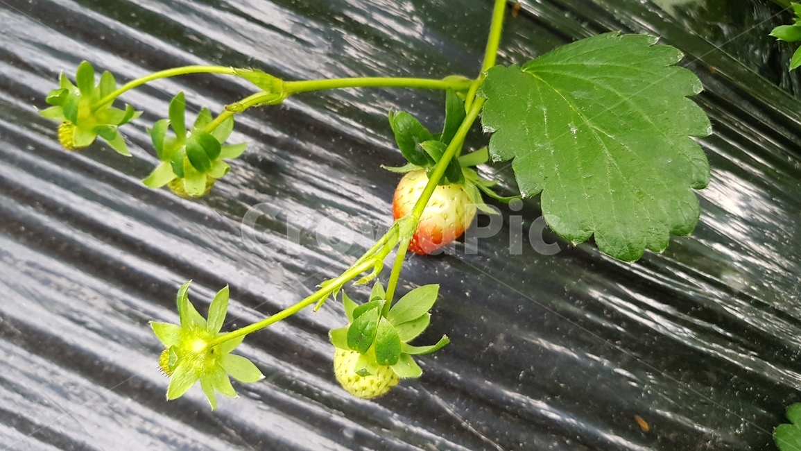 딸기농장,딸기,농사,딸기농사,자연,plant,식물,leaf,잎,과일,열매,fruit,농업,농사,agriculture,farming,farming industry