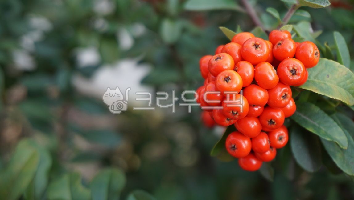 Red,Fruit,plant,red fruit,fall plants,street fruit