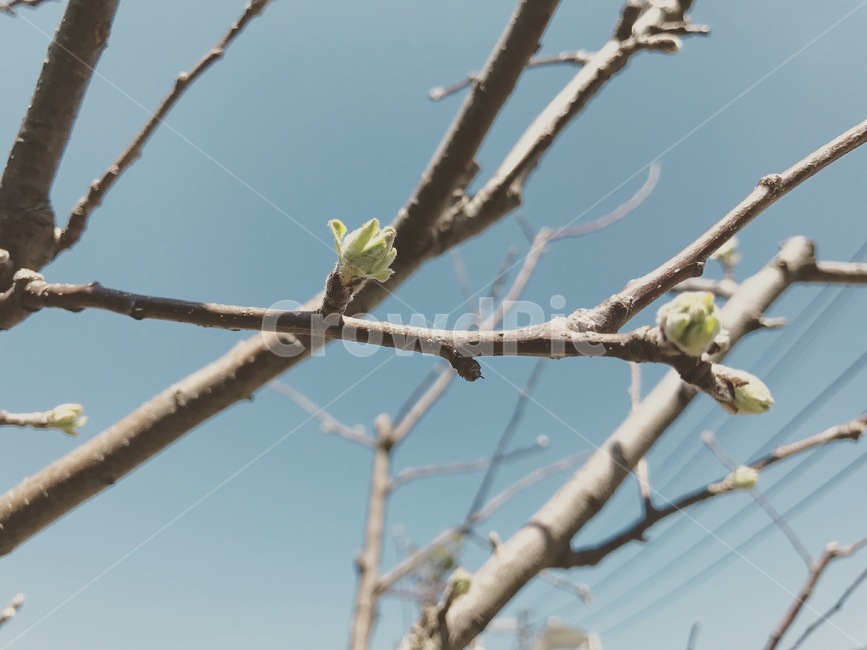 자연,봄,나무새순,새싹,나무,나뭇가지,계절,식물,spring,season,plants,nature,4월,나뭇잎,시작,생명,어린,초록,그린,봄소식,맑은날,파란하늘