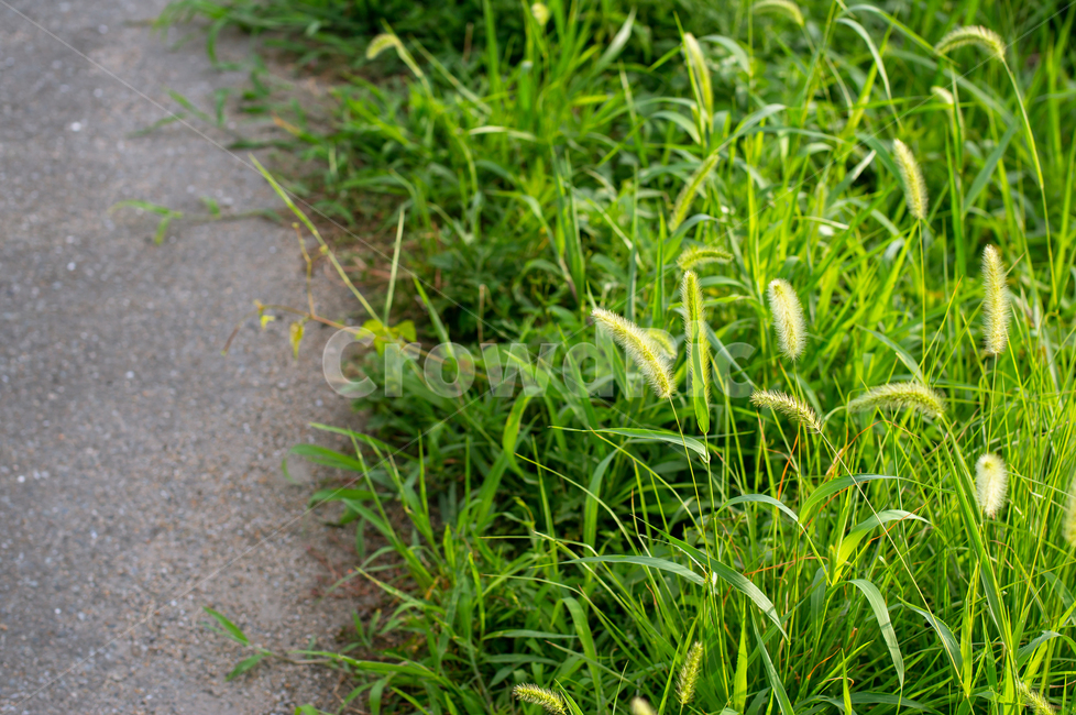 길가,강아지풀,야외,자연,공원,자연풍경,풍경,식물,자연,plants,nature