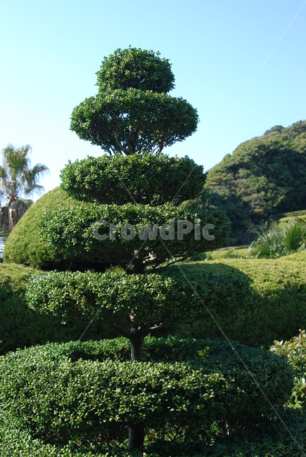 나무,푸른,조경,공원,둥그런,식물,자연,plants,nature