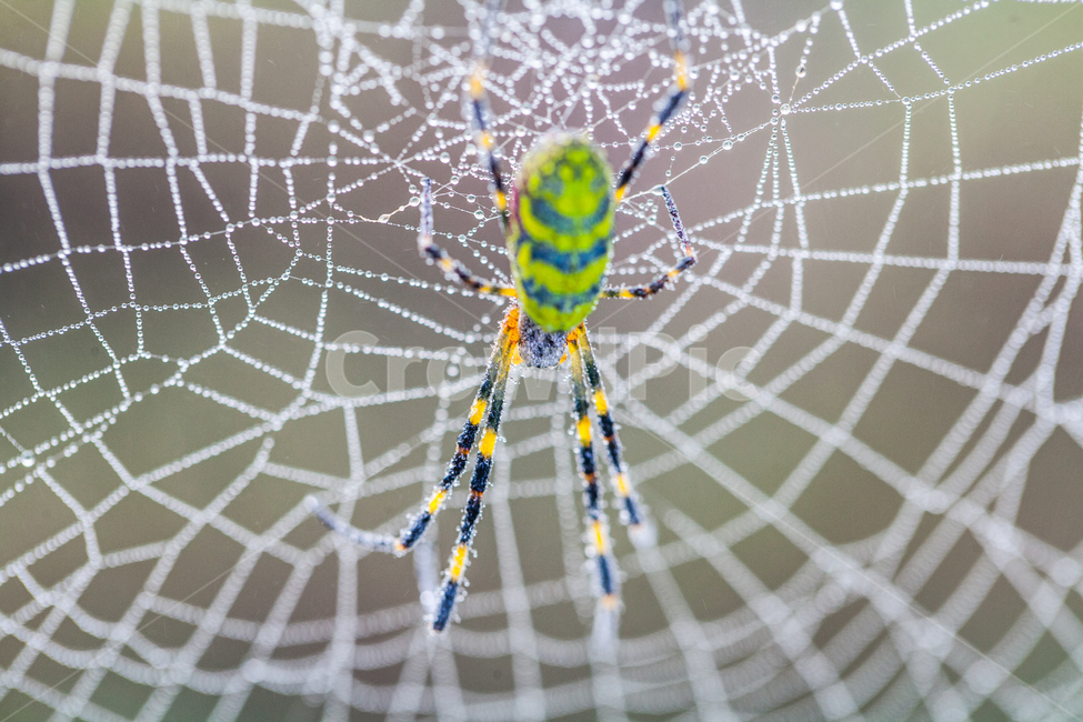 거미,이슬,spider,아침,곤충,절지동물,동물,animal,곤충,벌레,insect,bug