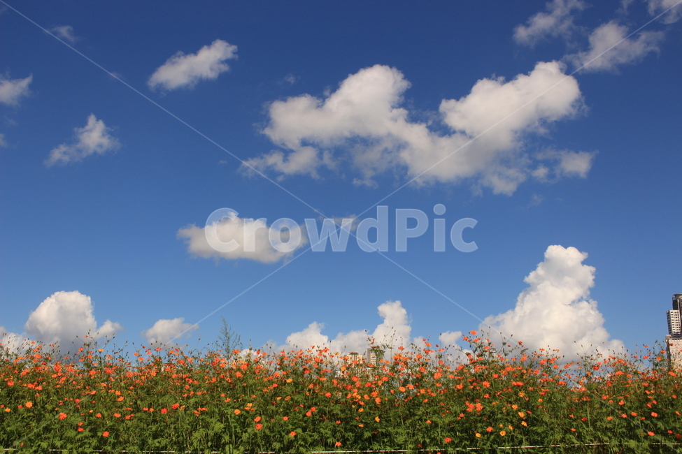 nature,자연,구름,sky,하늘,여행,힐링,자연경관,즐거움,맑은날씨,깨끗함,편안함,치유,식물,자연,plants,nature,꽃,flower