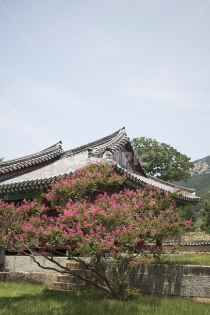 배롱나무,백일홍,목백일홍,한옥,전통가옥,사진,단독사진,디자인,소스,포토,사진자료,배경,배경사진,백그라운드,한국,동양,아시아,전통,풍경,자연,환경,실외,낮,아침,식물,꽃,봉오리,꽃봉오리,잎,꽃잎,꽃나무,6월,7월,여름꽃,아웃포커스,접사,근접,여름,녹색,야외,핑크,분홍,빨강,빨간색,지붕,한국전통,한국문화,korean traditional,korean culture