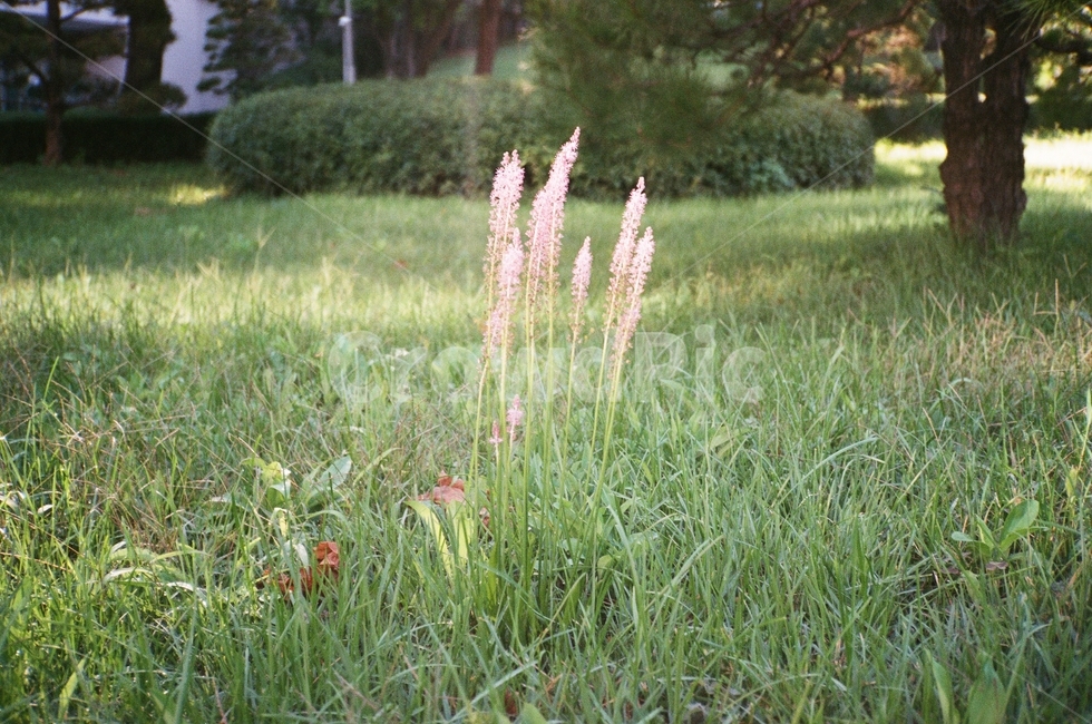 꽃,풀,정원,보라색꽃,잔디,식물,자연,plants,nature