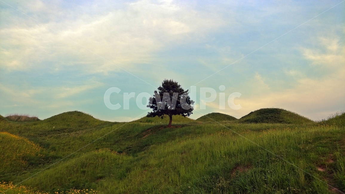 자연풍경,나무,나홀로나무,하늘,산,언덕,감성사진,풍경,자연,자연,풍경,nature,landscape,식물,plants,나무,trees,wood,field,들,outdoors,옥외,grassland,목초지
