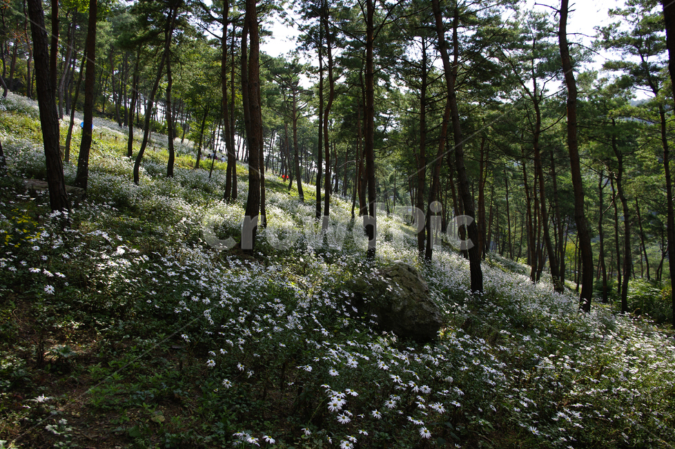 나무,숲,구절초,꽃,풍경,식물,flower,vegetation,초목,plant,woodland,삼림지,forest,land,땅,outdoors,옥외,tree,nature,자연,grove,작은 숲