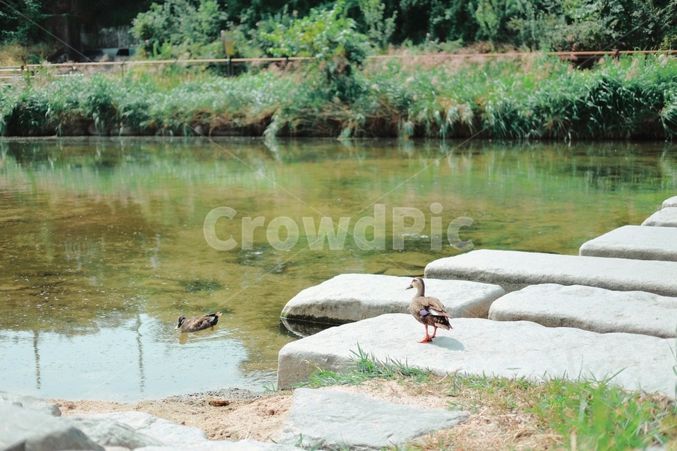 animal,오리,duck,새,하천,야생동물,산책,bird,water