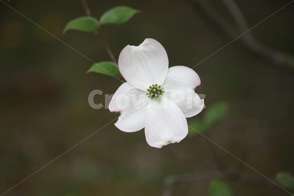 꽃산딸나무,미국산딸나무,산딸나무,꽃,floweringdogwood