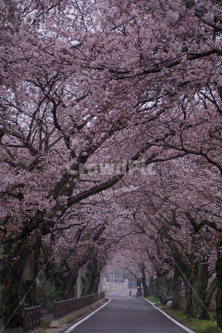 꽃,벚꽃,벚나무,나무,자연,식물,자연풍경,봄,spring,nature,trees,감성,로맨틱,분홍색,pink,길,다리,시냇물,풀,초록,green,sky,하늘,봄,계절,spring,season,식물,자연,plants,nature,꽃,flower,나무,trees,wood,plant,blossom