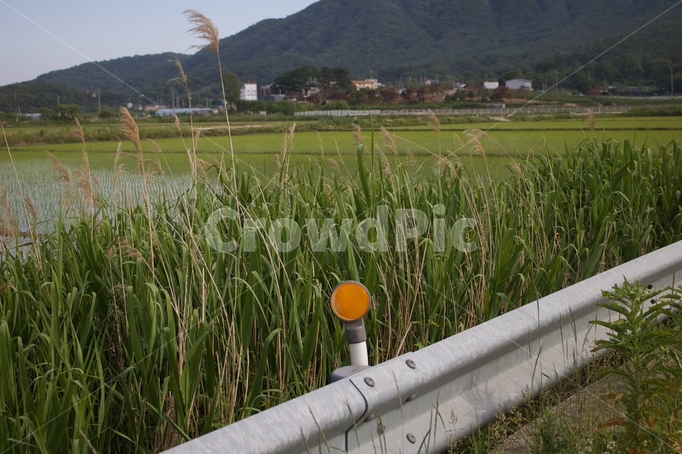 논,논두렁,시골,풍경,모내기,자연,자연,풍경,nature,landscape,plant,식물,grass,잔디