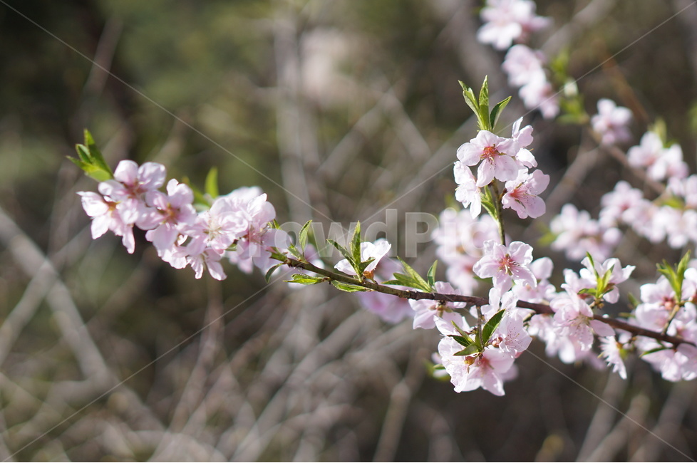 복사꽃,핑크,봄,산,낮,빛,봄,계절,spring,season,식물,자연,plants,nature,꽃,flower,plant,blossom