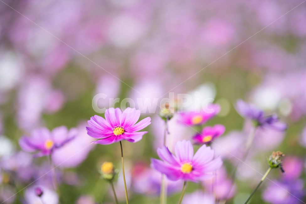 식물,꽃,코스모스,분홍,가을,감성,가을,계절,fall,autumn,season,식물,자연,plants,nature,꽃,flower,plant