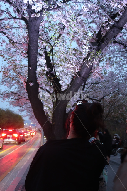 벚꽃,뒷모습,여자뒷모습,촬영,봄,꽃,야경,밤,감성사진,flower,핸드폰,스마트폰