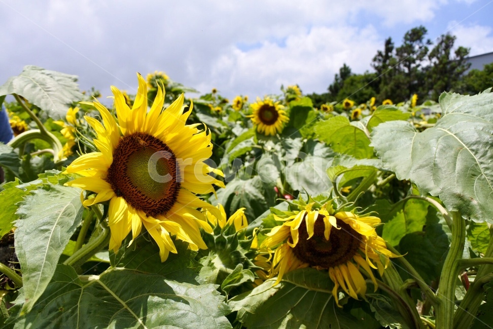 제주도,해바라기,하늘,여름,더위,식물,자연,plants,nature,꽃,flower