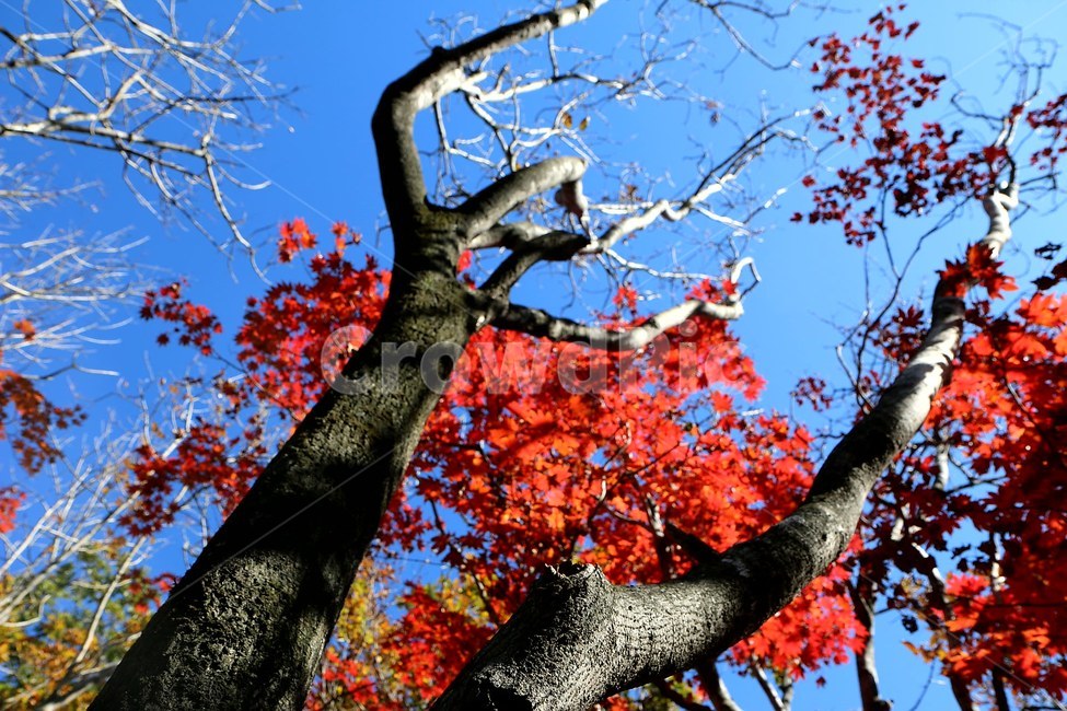 산,단풍,가을하늘,파란하늘,나무,가을,계절,fall,autumn,season,식물,자연,plants,nature,나무,trees,wood,tree,plant,leaf,잎