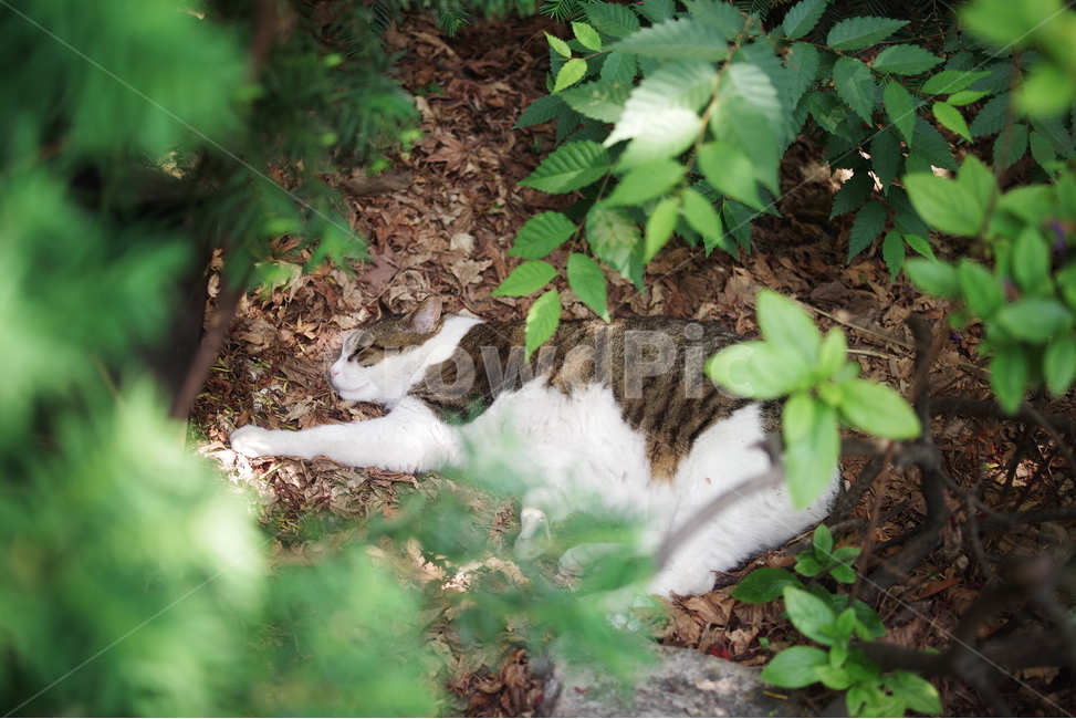 고양이,길냥이,길고양이,반려동물,동물,생명,자연,포유류,cat,kitty,kitten,cute,lovely,adorable,pet,animal,mammal,nature,natural,streetcat,wildcat,wild,야생,동물,animal,포유류,mammal,고양이,cat,kitten,kitty