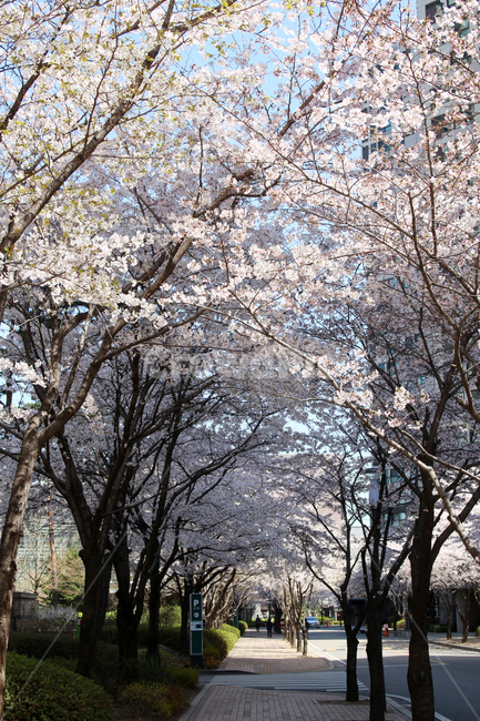 벚꽃,사쿠라,cherryblossom,봄,꽃,봄꽃,자연,봄,계절,spring,season,plant,식물