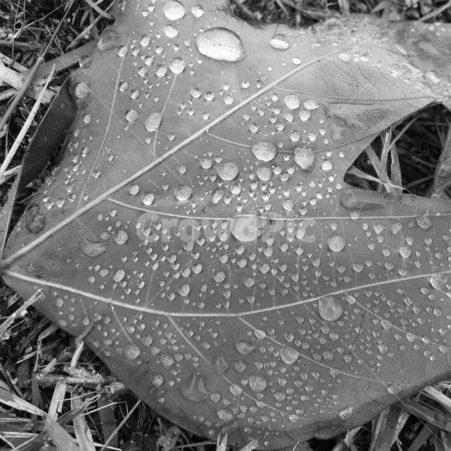 plant,잎,물방울,veins,식물,leaf,흑백,모노,감성,식물,자연,plants,nature,흑백,모노톤,monochrome,black and white