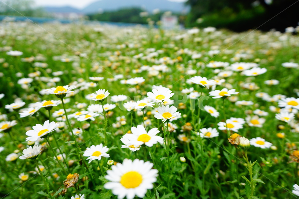 자연,공원,꽃,나무,호수
