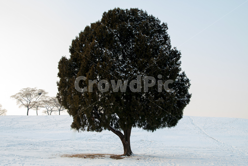 human,인간,person,사람,nature,자연,outdoors,옥외,snow,눈,winter,겨울,snowman,눈사람,안경,역광,올림픽공원,사람들,먼발치,나홀로,나무,겨울,계절,winter,season,자연,풍경,nature,landscape,식물,plants,나무,trees,wood