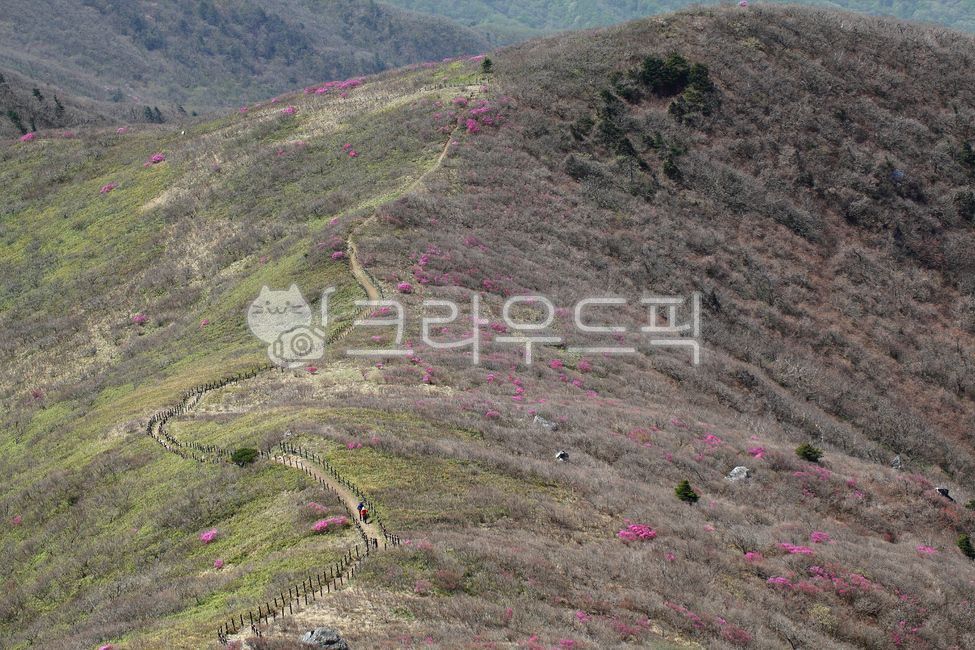 A national park,pink,Hill,beauty,In May,Spring background,anationalpark,scenery,Deogyusan Mountain,spring,beautiful,mountain,view,road,sight,Korean natural scenery,floor,mi,may,nature,slope,flower,Azalea,hill,wildflowers,outdoors,blossoms,spring scenery,g