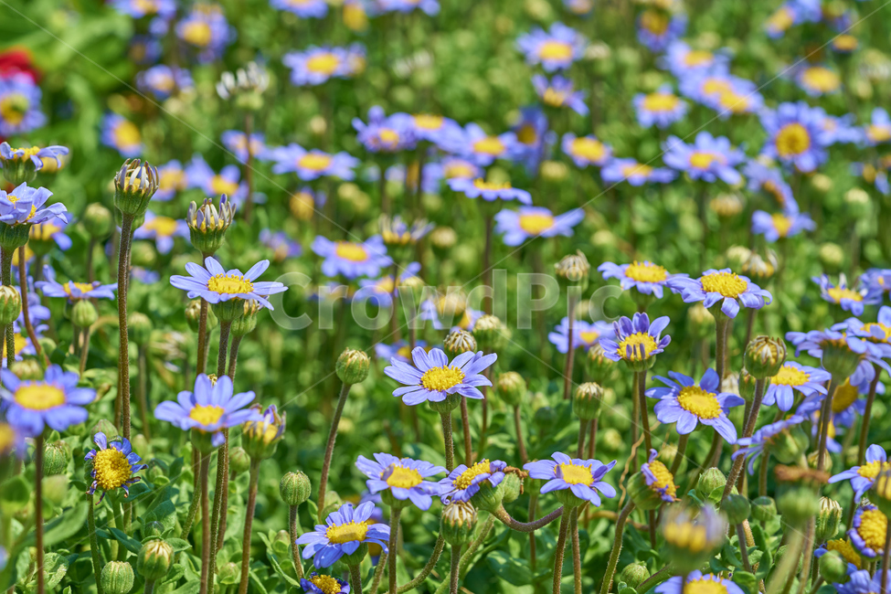 국화,개미취,보라색꽃,꽃,식물,꽃밭,봄,개화,식물,자연,plants,nature,꽃,flower