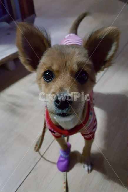 pet,animal,동물,dog,개,canine,mammal,포유류,실내,나무탁자,강아지,짝짝이신발,목줄,간절함,조용,고독함,감성,외로움,따뜻한,동물,animal,포유류,mammal,개,강아지,dog,doggy