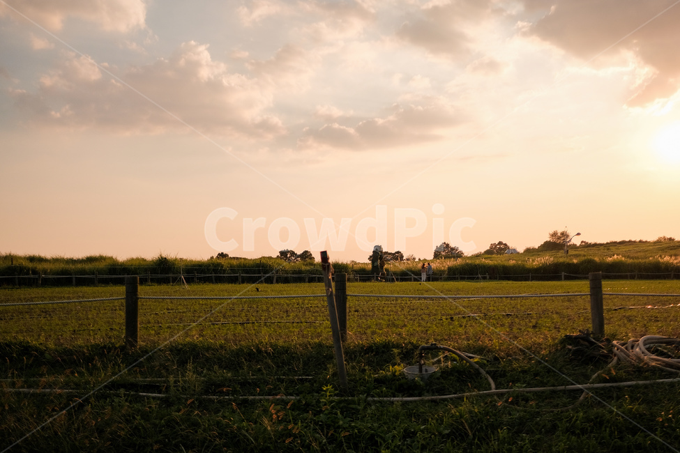 자연,목초지,농장,옥외,노을,풍경,하늘공원,들,자연,풍경,nature,landscape,outdoors,grassland,field,farm,rural,농촌