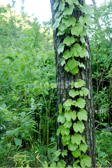 넝쿨,담쟁이,힐링,숲,여름,돌담,줄기,풀잎,넝쿨잎,자연,plants,nature,아이비,leaves,초록,감성,배경,바탕,여유,덩쿨,시즌,휴식,자연스러운,나무,tree,햇살,햇빛,상승,식물,자연,plants,nature,나무,trees,wood