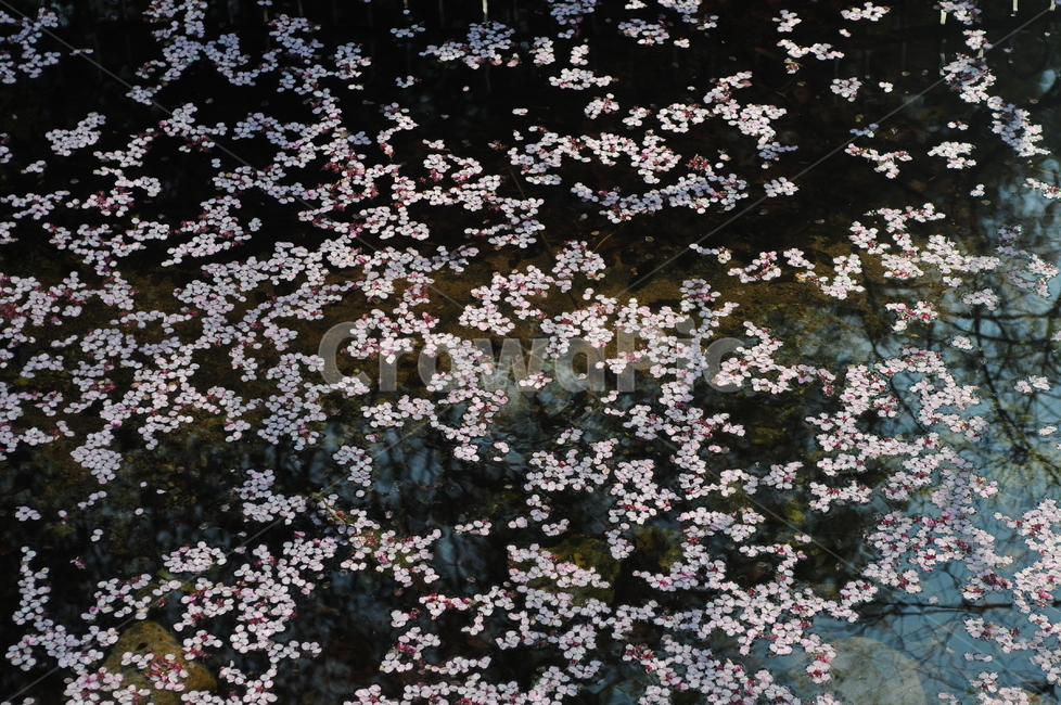 꽃,겹벚꽃,벚꽃잎,봄,풍경,flower