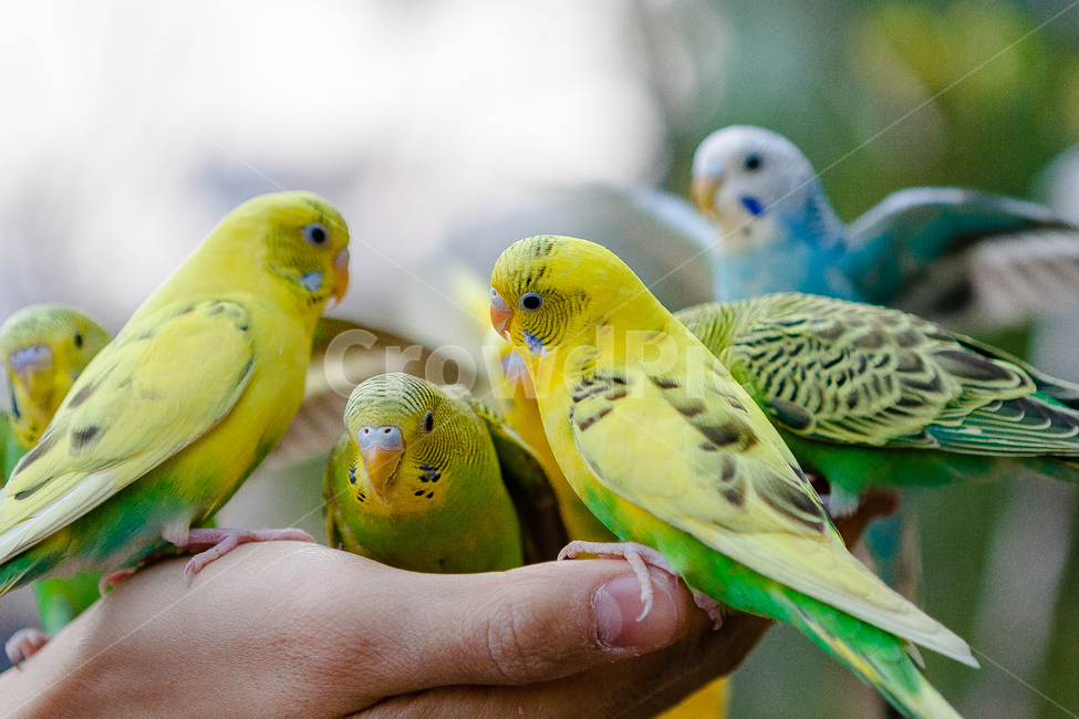 앵무새,동물원,새,생명,동물,날개,동물,animal,조류,새,birds