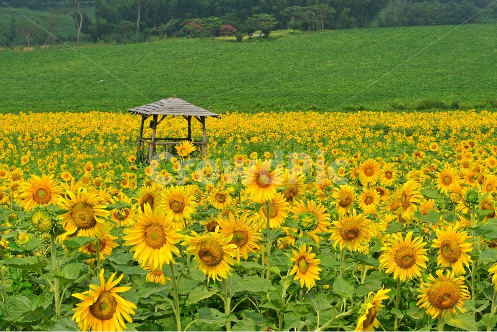고창청보리밭,청보리밭,해바라기밭,고창해바라기밭,정자,plant,식물,blossom,flower,꽃,여름,계절,summer,season,한국자연풍경,한국자연경관,korea nature landscape