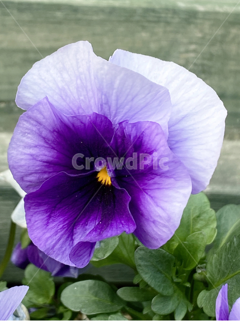 plant,식물,blossom,flower,꽃,팬지,삼색제비꽃