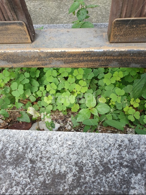 클로버,분위기,풍경,공원,행운,식물,자연,plants,nature
