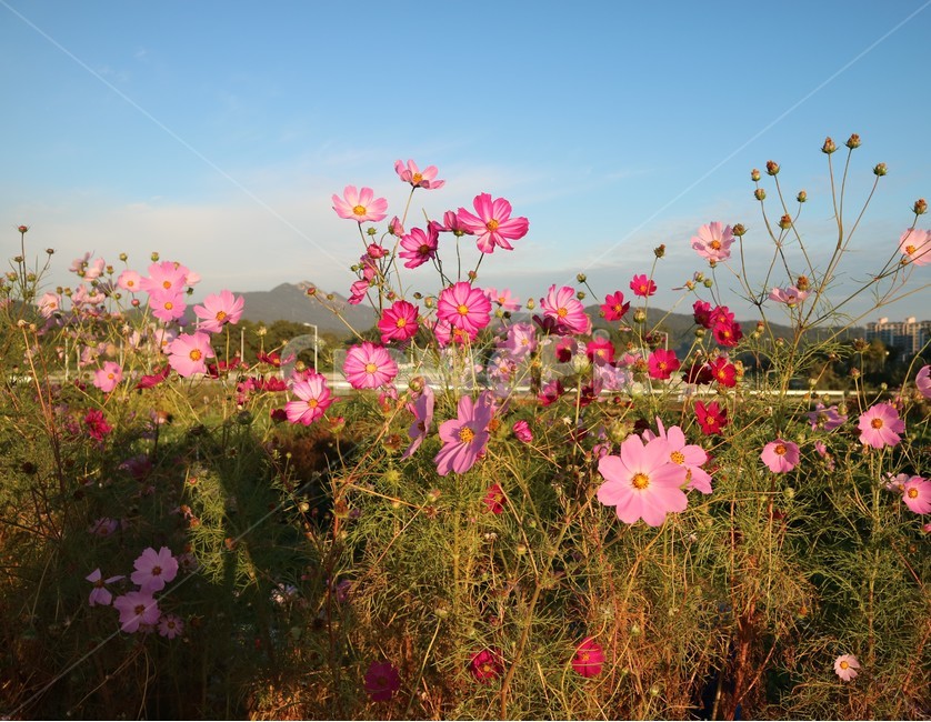 가을,코스모스,꽃,그림자,풍경,가을,계절,fall,autumn,season,식물,자연,plants,nature,꽃,flower,geranium,제라늄,blossom,plant