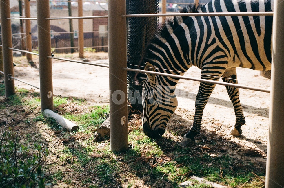 zebra,African animals,stripe,animal,Zoo,cute animals,zoo,stain